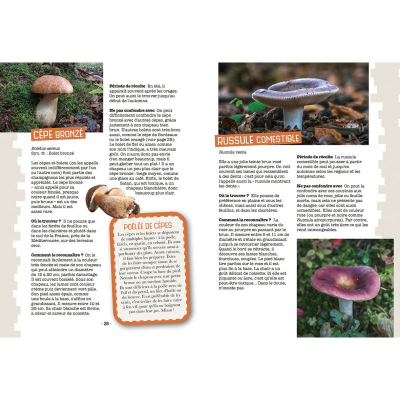 Guide du matériel nécessaire à la cueillette des champignons