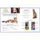 LES CHATS QUIZ JEUX ET P'TITES INFOS
