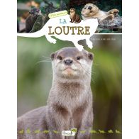 LA LOUTRE P'TIT CURIEUX
