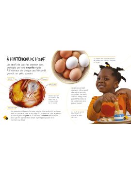 DE L'OEUF A LA POULE