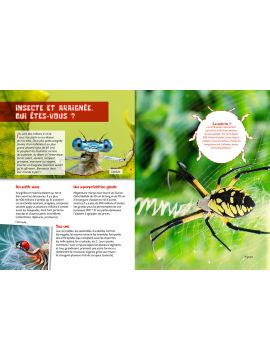 LES INSECTES ET ARAIGNEES