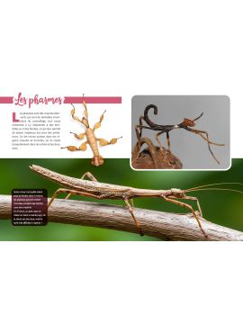 INSECTES ET PETITES BÊTES DECOUVRE LE MONDE EN PHOTOS