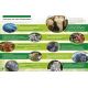MON ENCYCLOPEDIE DES ANIMAUX
