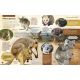 MON ENCYCLOPEDIE DES ANIMAUX