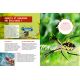 LES INSECTES ET ARAIGNEES