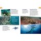 LES REQUINS