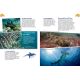 LES REQUINS