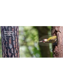 OISEAUX - CACHE CACHE DANS LA NATURE