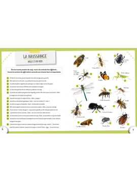 LES INSECTES