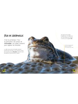 DU TETARD A LA GRENOUILLE