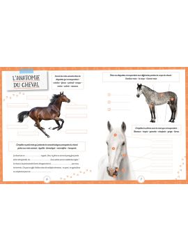 LES CHEVAUX QUIZ JEUX ET P'TITES INFOS
