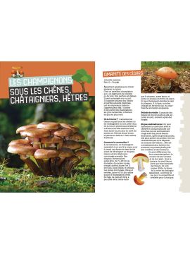 MES PREMIERES CUEILLETTES DE CHAMPIGNONS